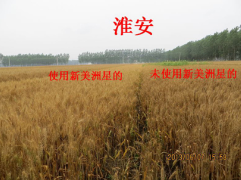 美洲星的效果