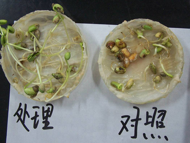 大豆發(fā)芽試驗(yàn)